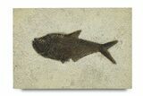 Beautiful Fossil Fish (Diplomystus) - Wyoming #292453-1
